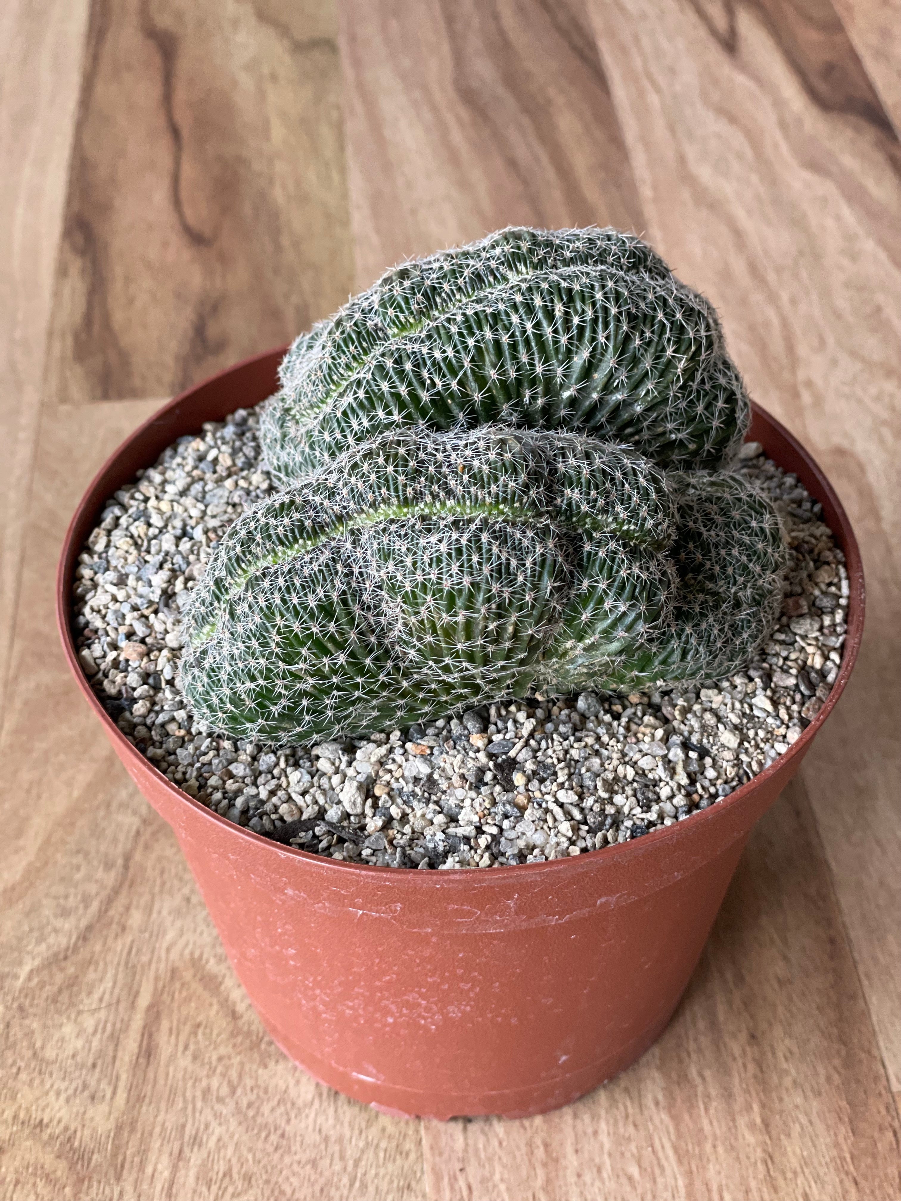 Echinopsis species f. Cristata