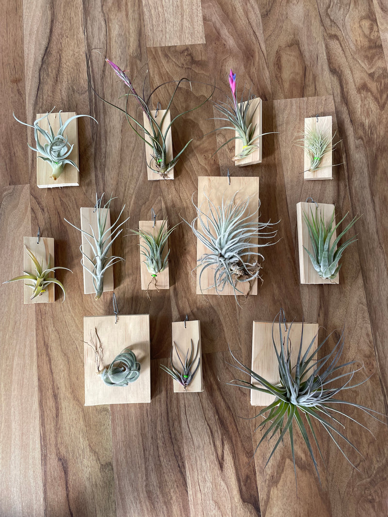 air plants houston Tillandsia Houston
