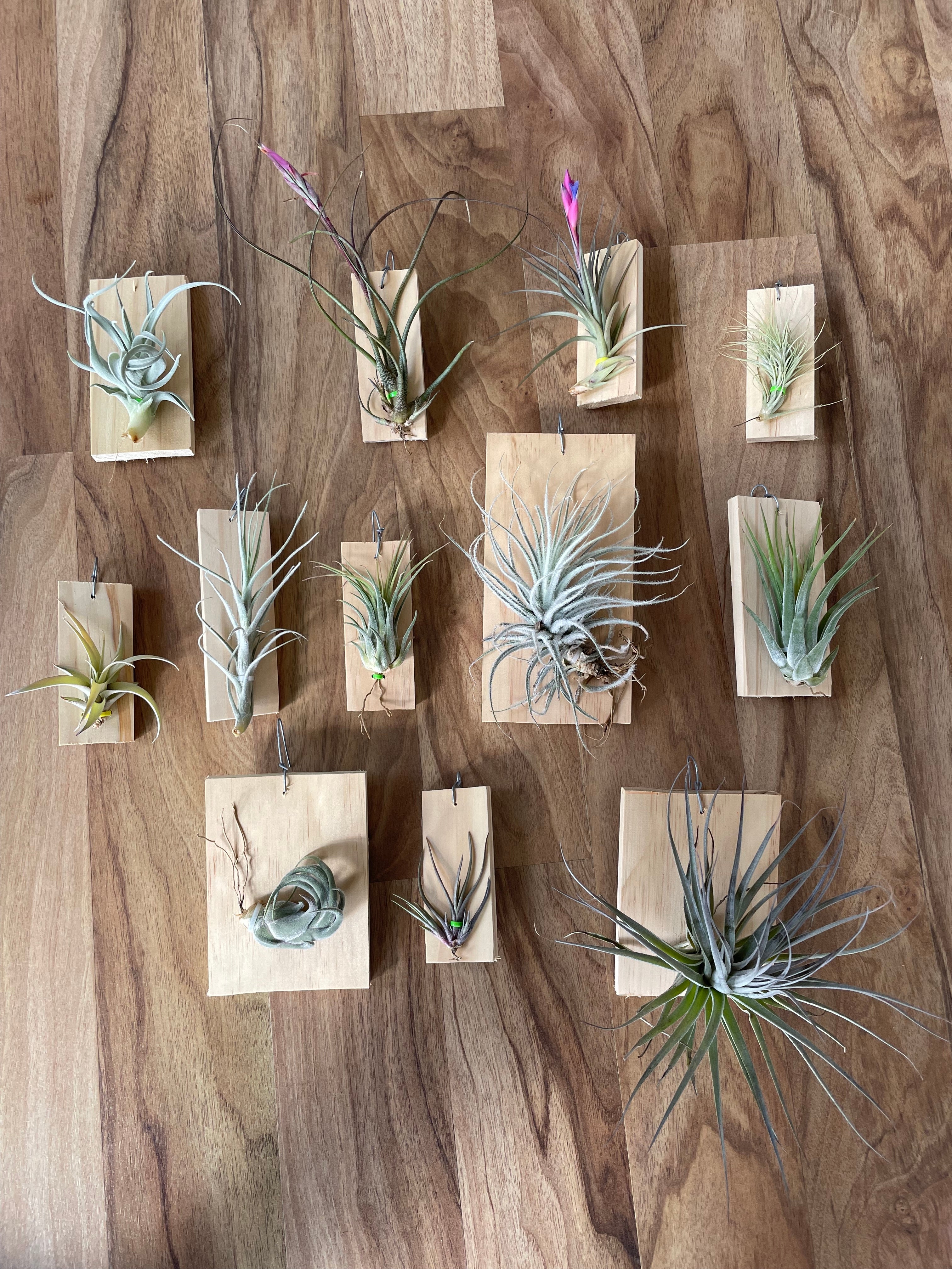 Tillandsia Funkiana