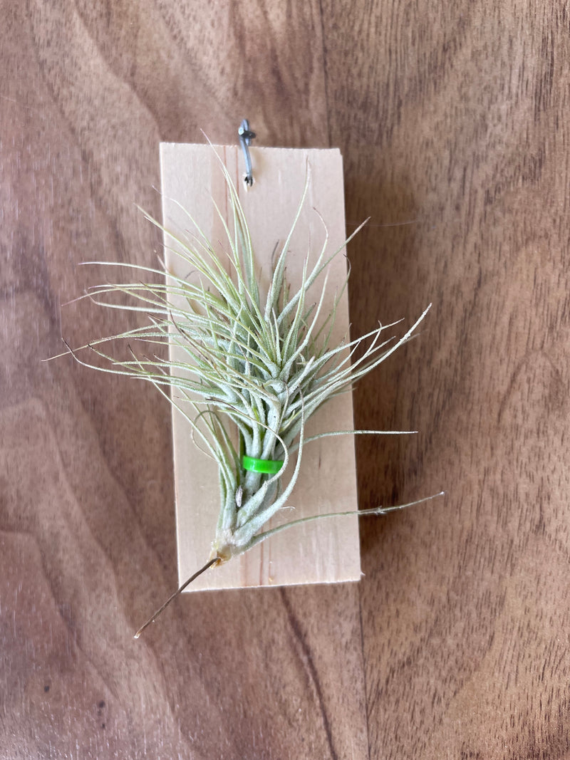 Tillandsia Funkiana