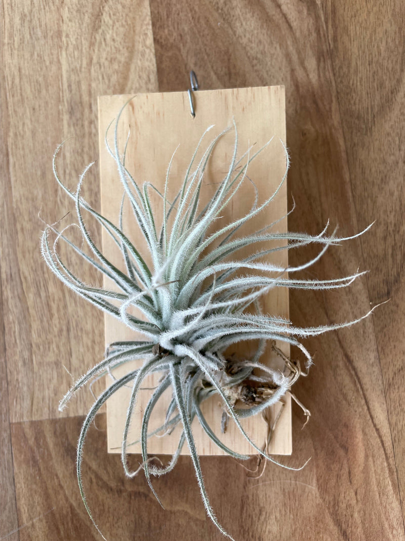 snowball air plant Tillandsia tectorum 'snowball'
