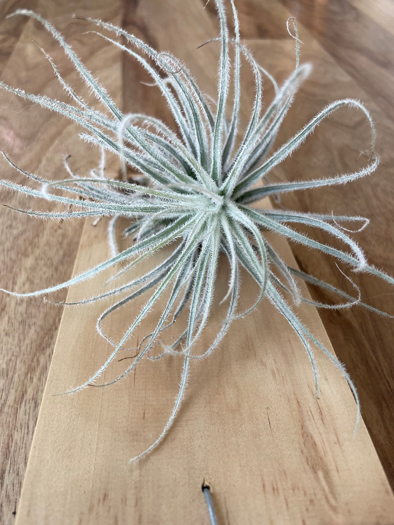 snowball air plant Tillandsia tectorum 'snowball'