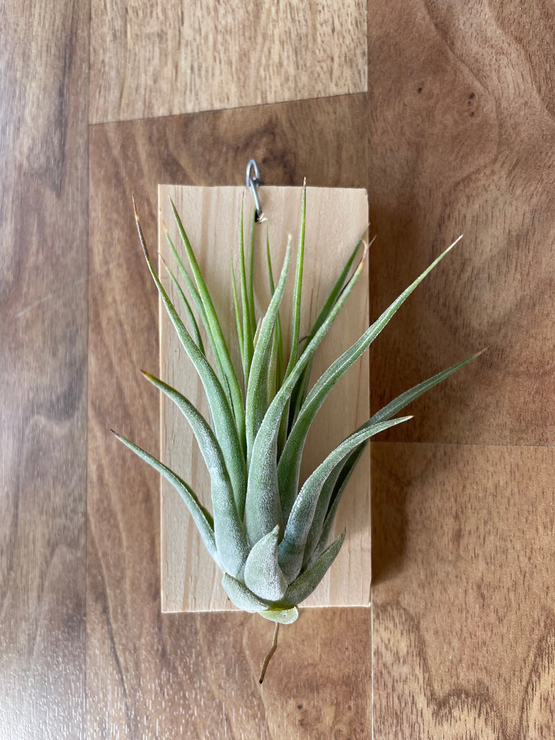 Tillandsia Iggy