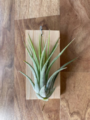 Tillandsia Iggy