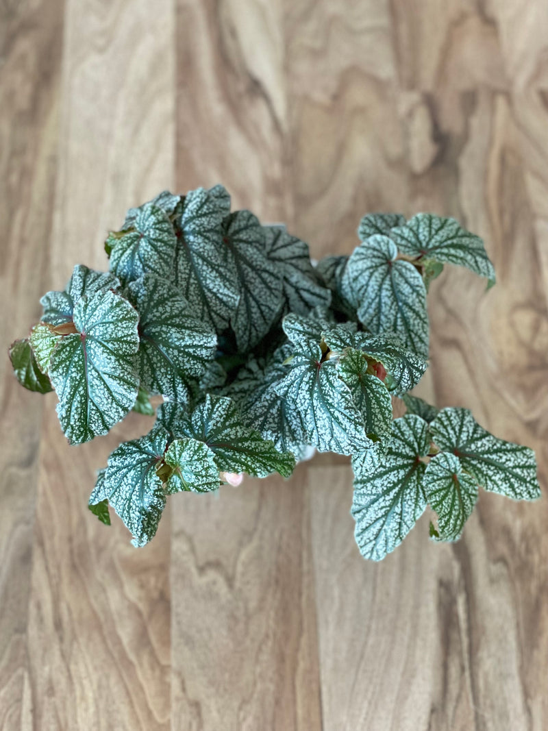 Begonia Don Miller