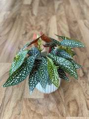 Begonia Hot Spot