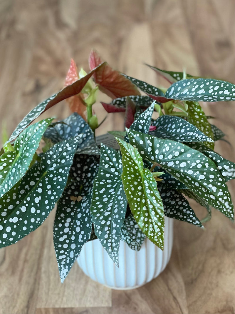 Begonia Hot Spot