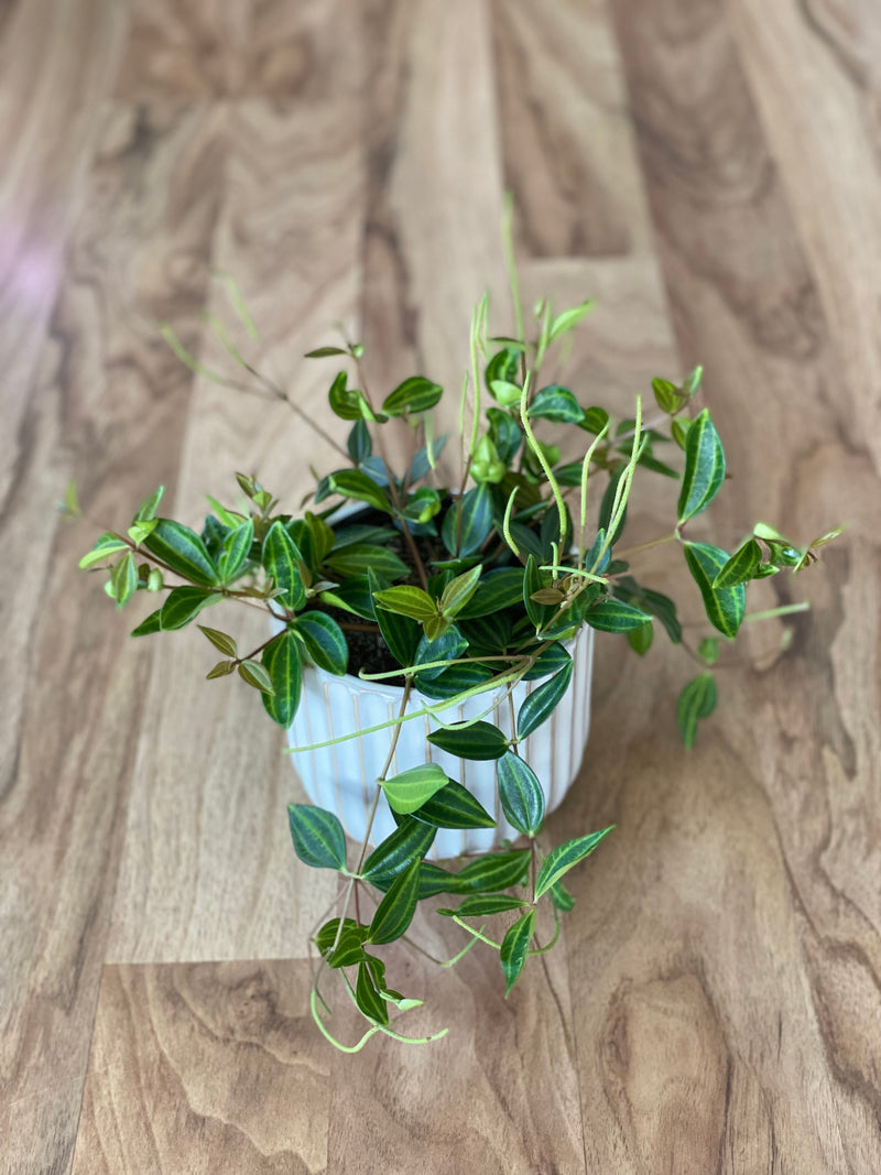 Peperomia Rocca Verde