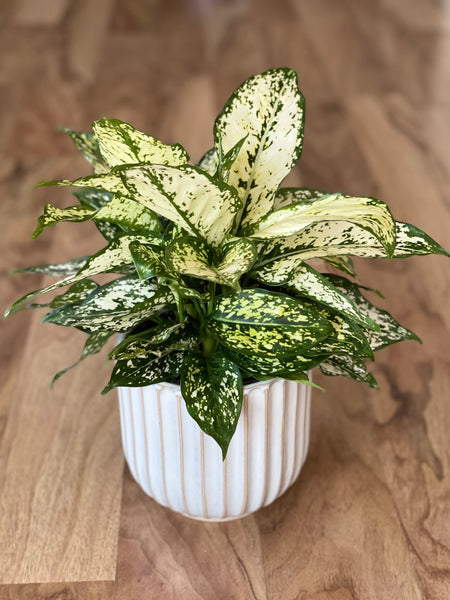 Aglaonema Thai Snowflake