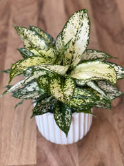 Aglaonema Thai Snowflake