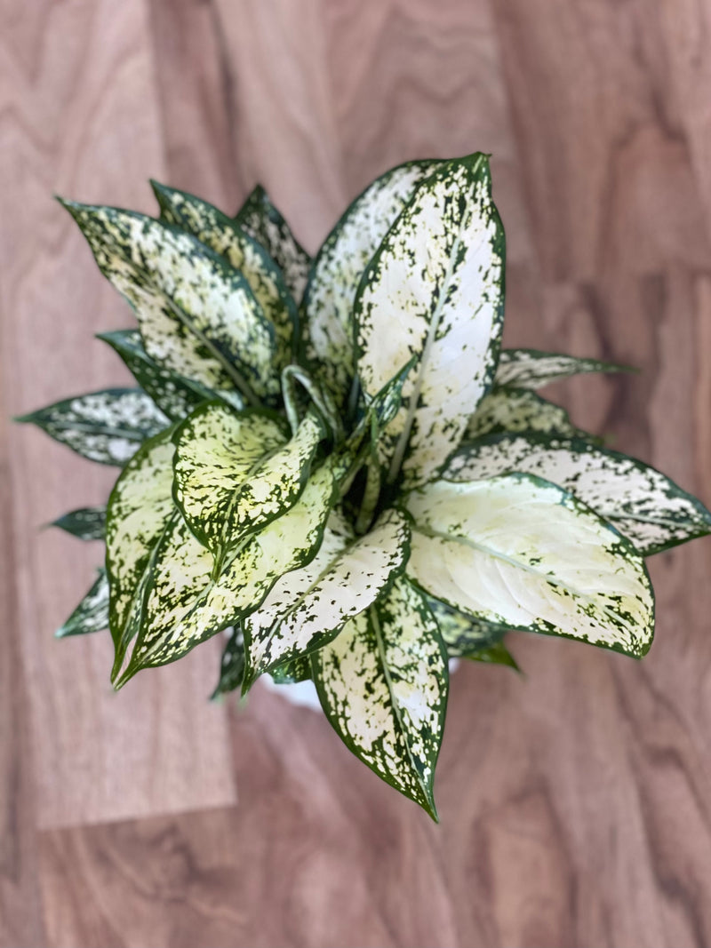 aglaonema snowflake Aglaonema Thai Snowflake