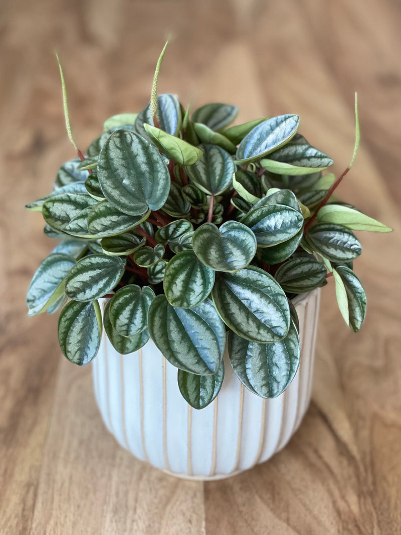 Peperomia Royal Princess