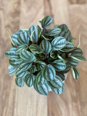 Peperomia Royal Princess