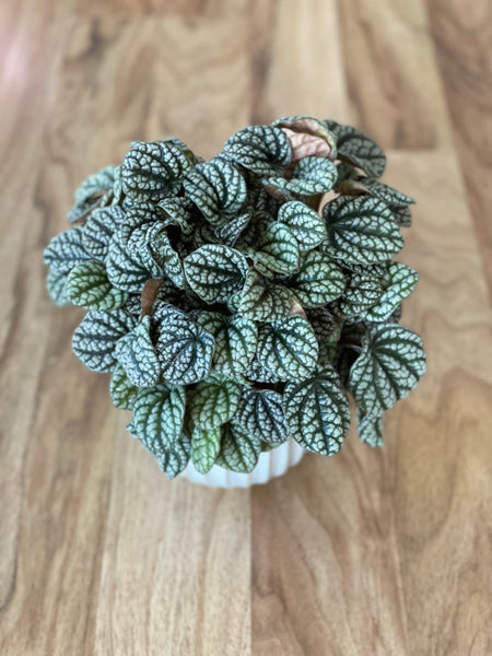 Peperomia Burbella