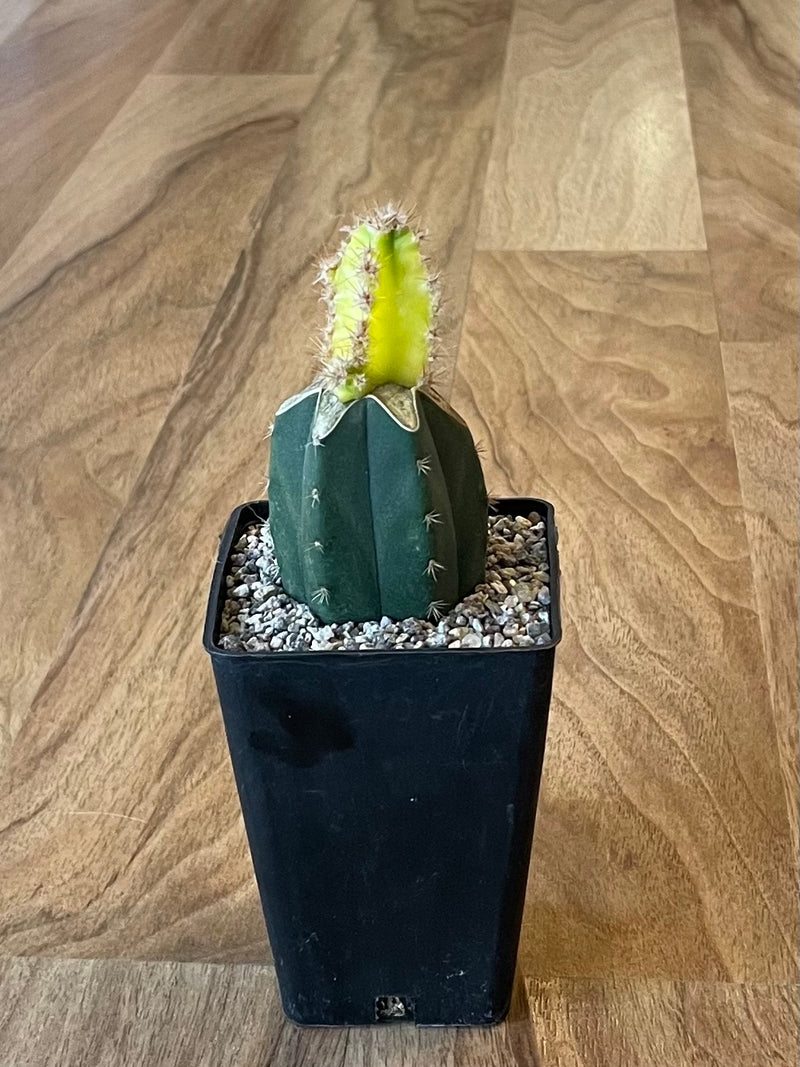 Grafted Cereus tetragonus 'Fairy Castle' Variegated