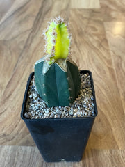 Grafted Cereus tetragonus 'Fairy Castle' Variegated