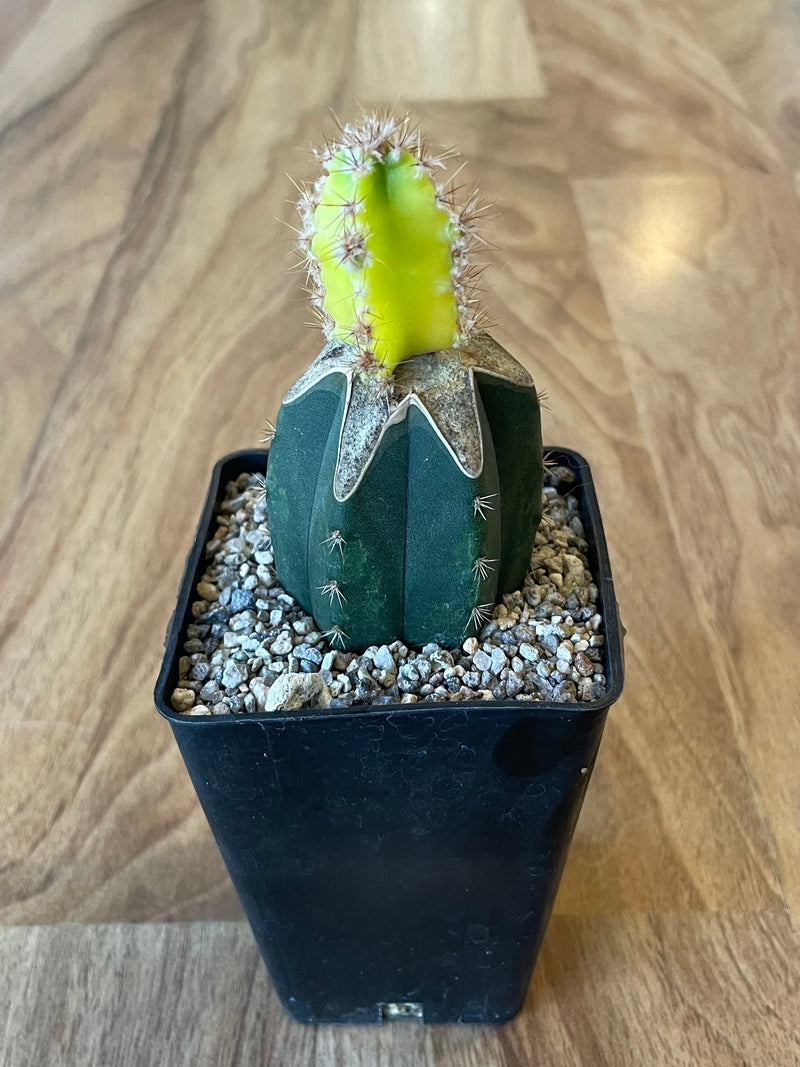 Grafted Cereus tetragonus 'Fairy Castle' Variegated