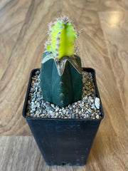 Grafted Cereus tetragonus 'Fairy Castle' Variegated