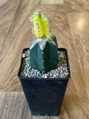 Grafted Cereus tetragonus 'Fairy Castle' Variegated