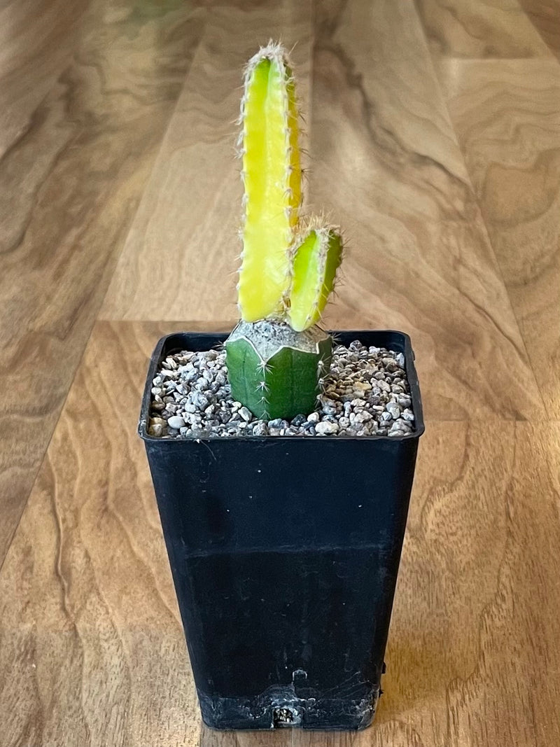 Grafted Cereus tetragonus 'Fairy Castle' Variegated