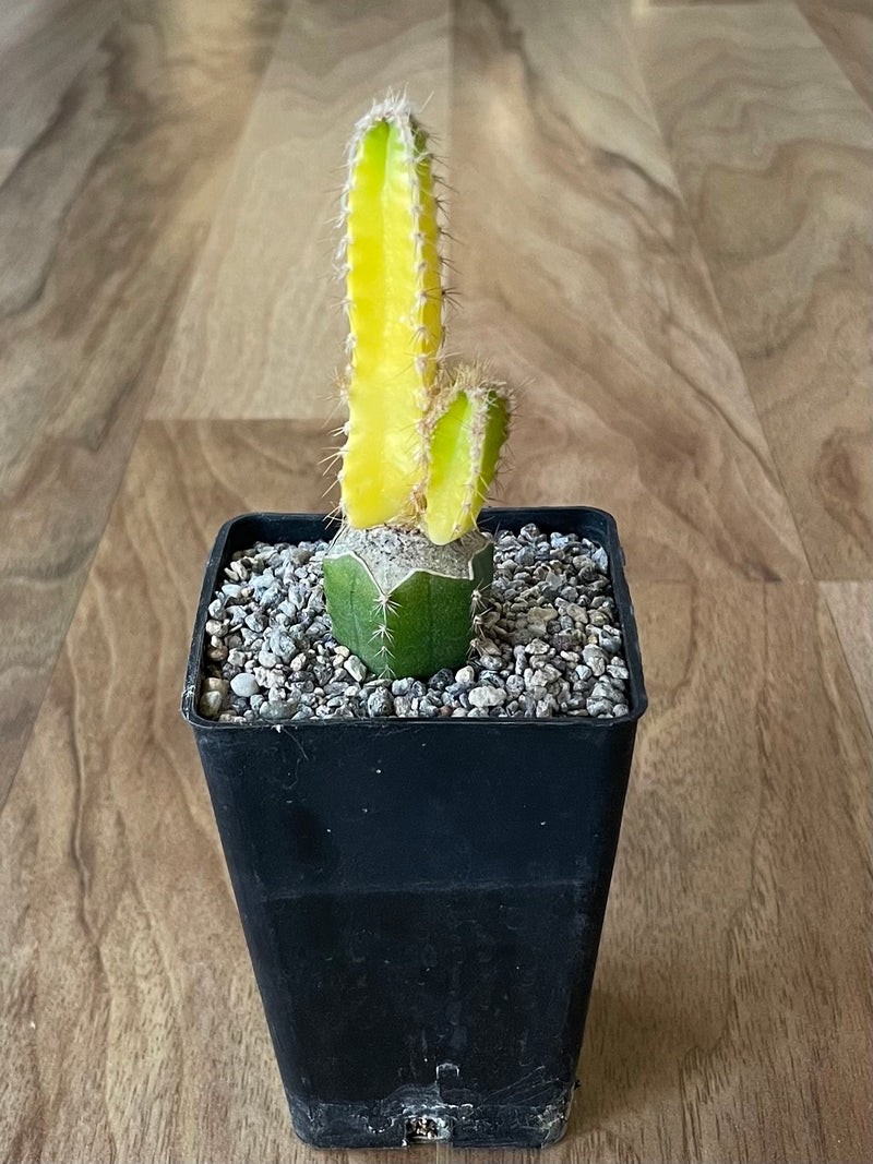 Grafted Cereus tetragonus 'Fairy Castle' Variegated