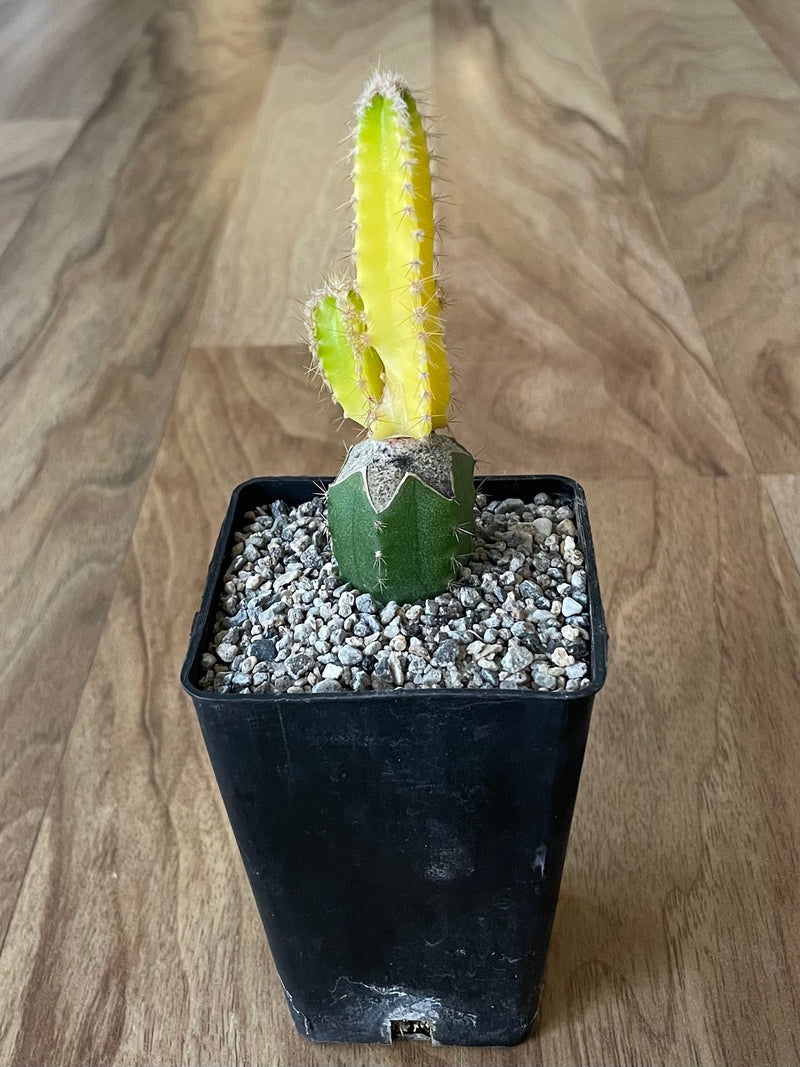 Grafted Cereus tetragonus 'Fairy Castle' Variegated