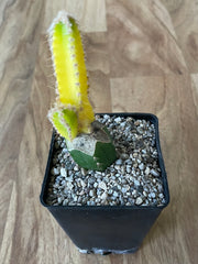 Grafted Cereus tetragonus 'Fairy Castle' Variegated