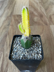 Grafted Cereus tetragonus 'Fairy Castle' Variegated