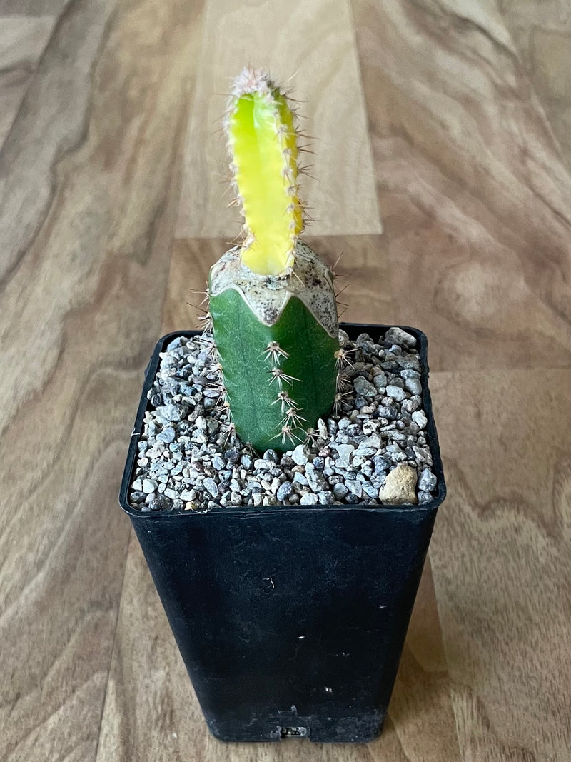 Grafted Cereus tetragonus 'Fairy Castle' Variegated