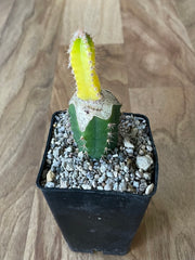 Grafted Cereus tetragonus 'Fairy Castle' Variegated