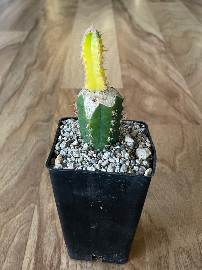 Grafted Cereus tetragonus 'Fairy Castle' Variegated