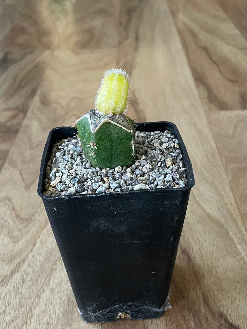 Yellow Peanut Cactus