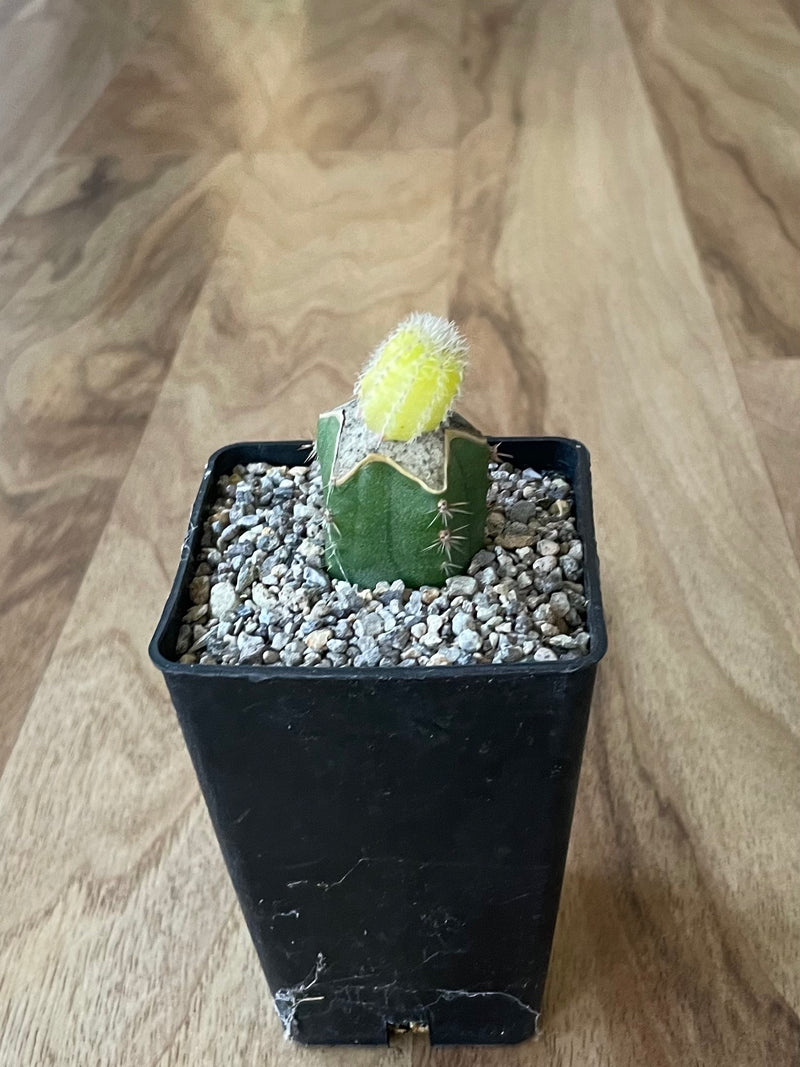 Yellow Peanut Cactus