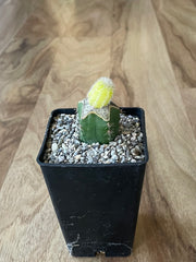 Yellow Peanut Cactus