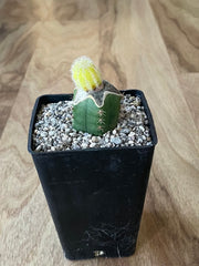 Yellow Peanut Cactus