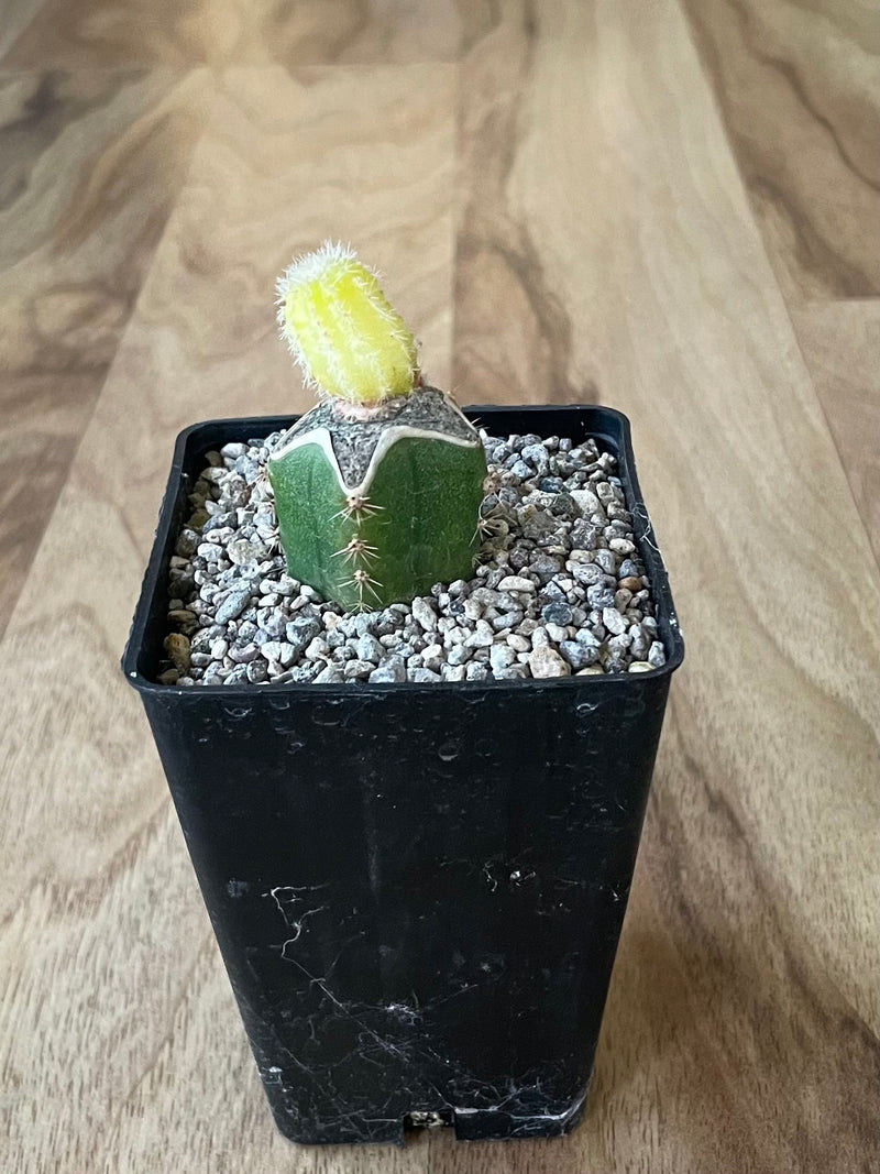 Yellow Peanut Cactus