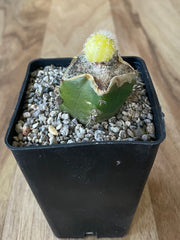 Yellow Peanut Cactus