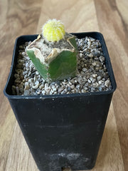 Yellow Peanut Cactus