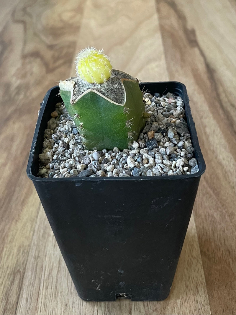 Yellow Peanut Cactus