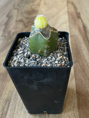 Yellow Peanut Cactus