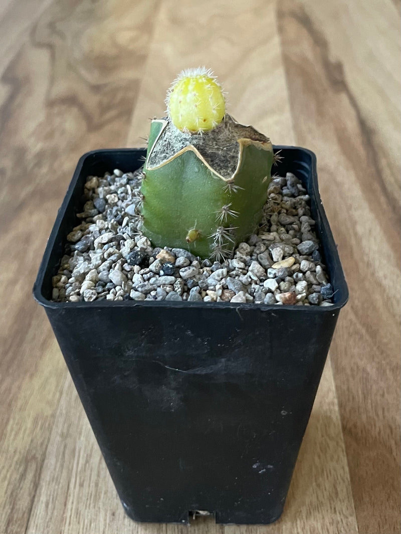 Yellow Peanut Cactus