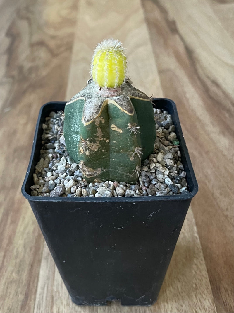 Yellow Peanut Cactus