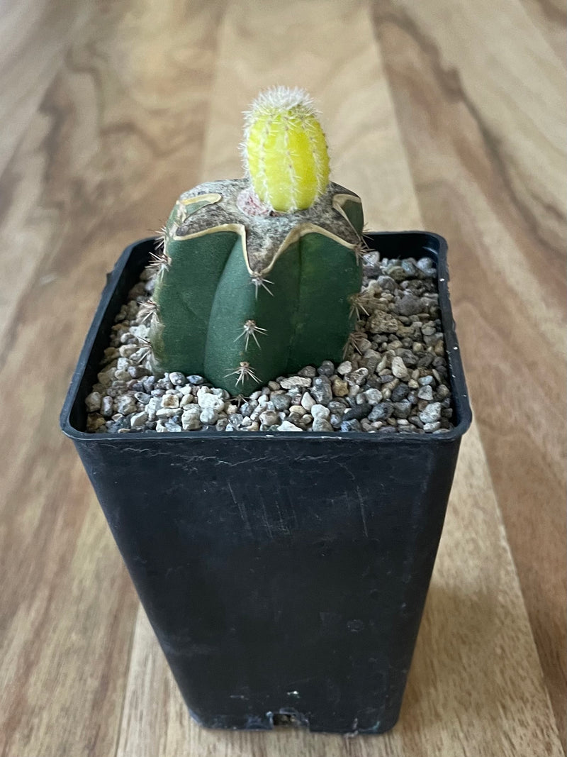 Yellow Peanut Cactus