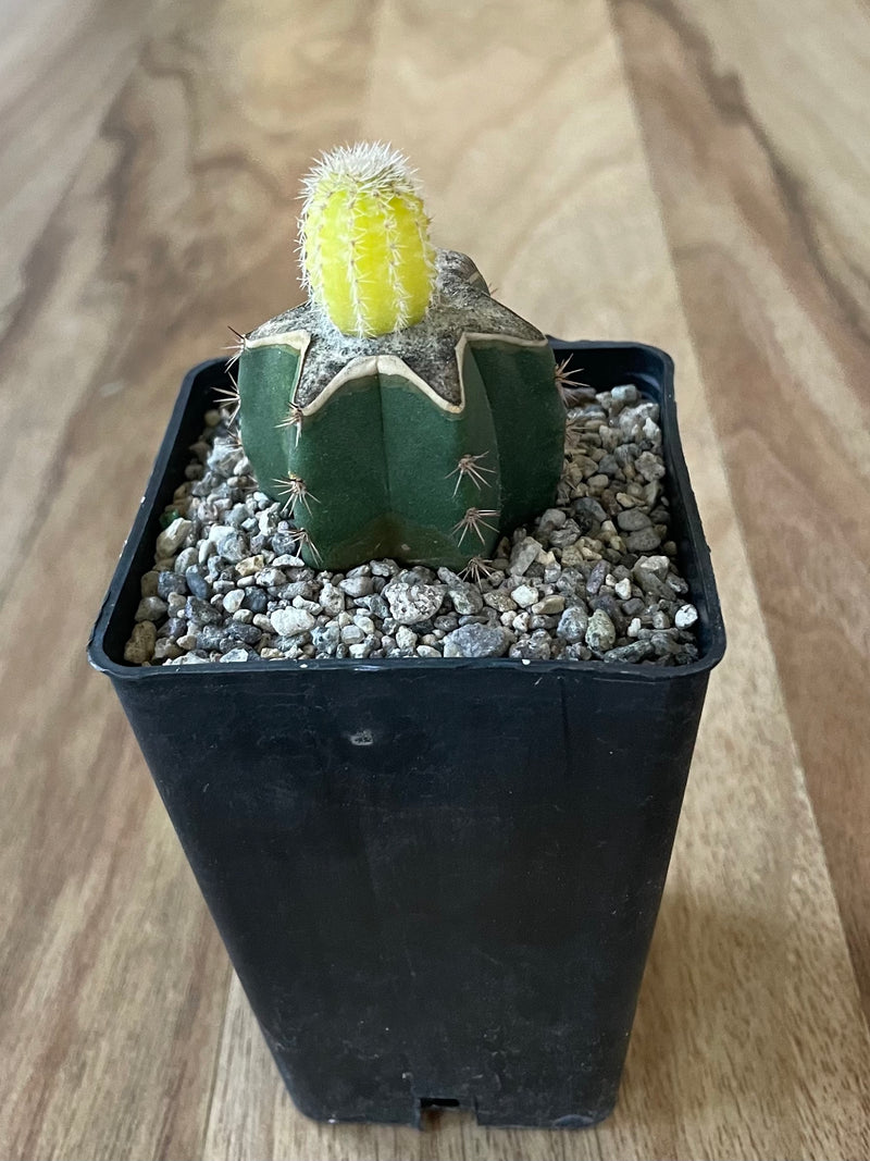 Yellow Peanut Cactus