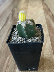 Yellow Peanut Cactus