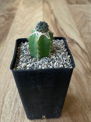 Grafted Sulcorebutia Rauschii