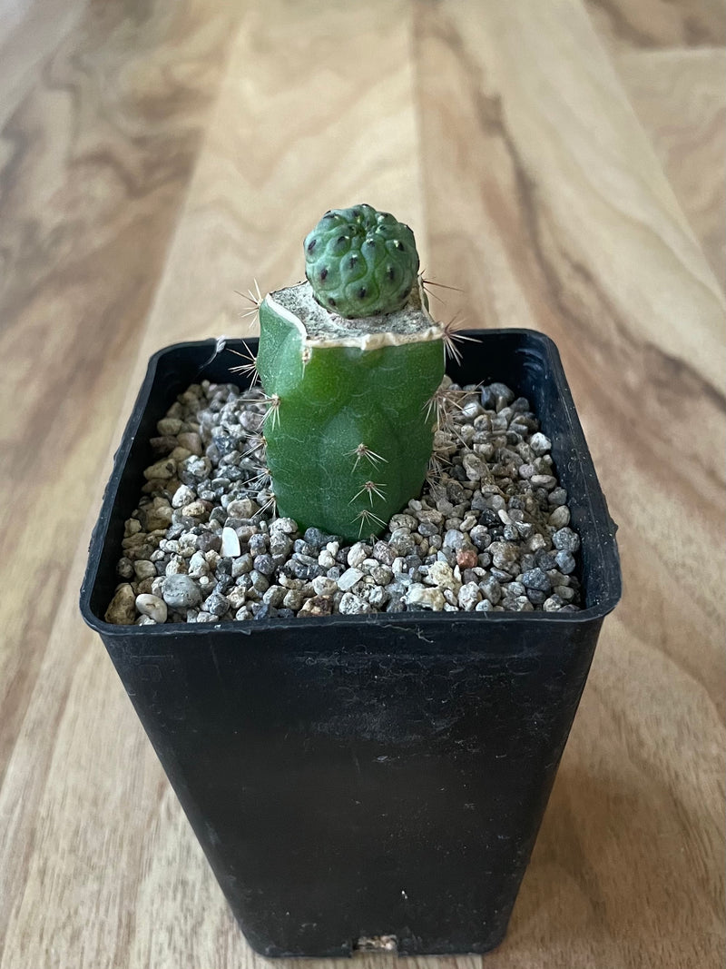 Grafted Sulcorebutia Rauschii