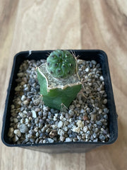 Grafted Sulcorebutia Rauschii