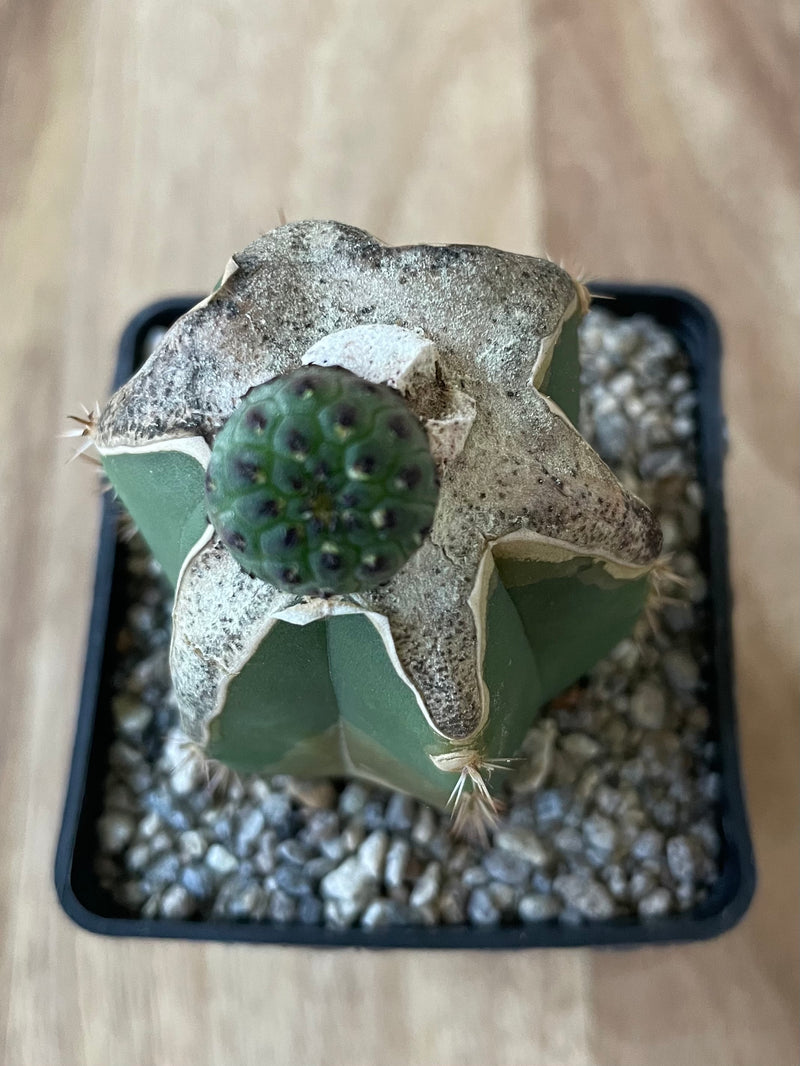 Grafted Sulcorebutia Rauschii