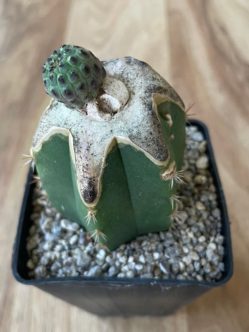 Grafted Sulcorebutia Rauschii